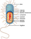 Bacterial cell structure. Prokaryotic cell with nucleoid